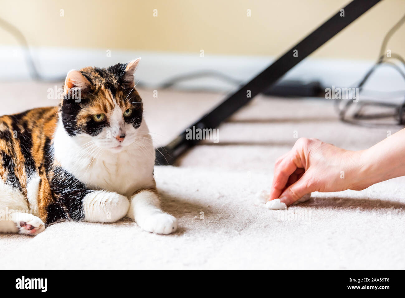 Chat Calico Coupable Visage Drole Humour Sur Un Tapis A L Interieur Maison Interieur Maison Avec Vomir Des Boules De Tache Et Femme De Menage Proprietaire Frotte Serviette De Papier Sur Le Plancher