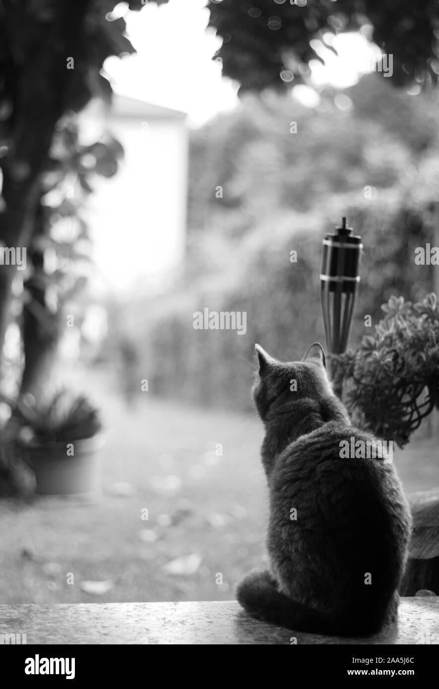500px Photo ID : 165726657 - Mon chat regardant l'horizon après la pluie Banque D'Images