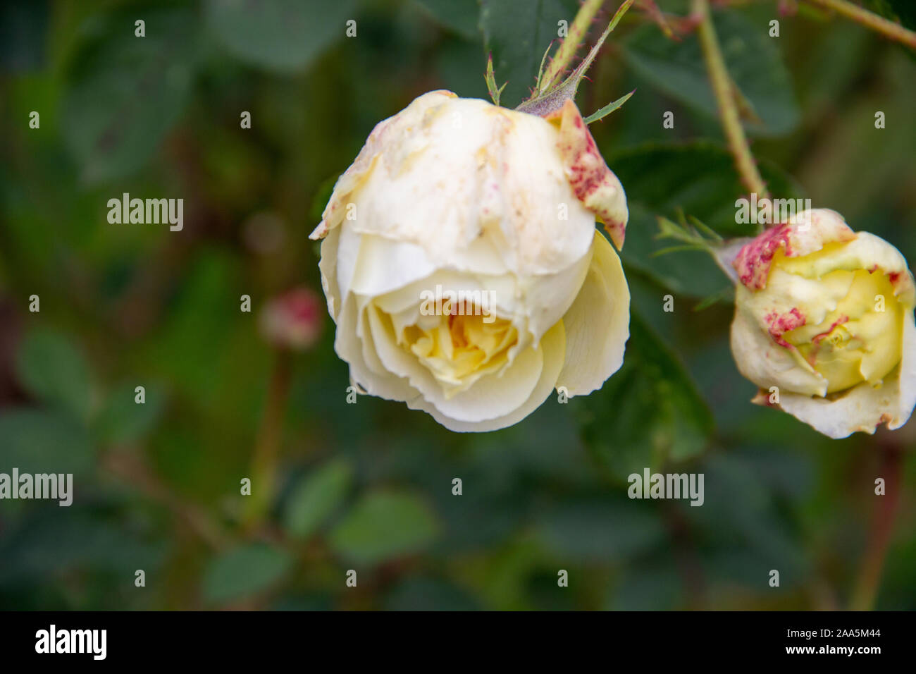 Vue d'une rose blanche flétrie en automne Banque D'Images