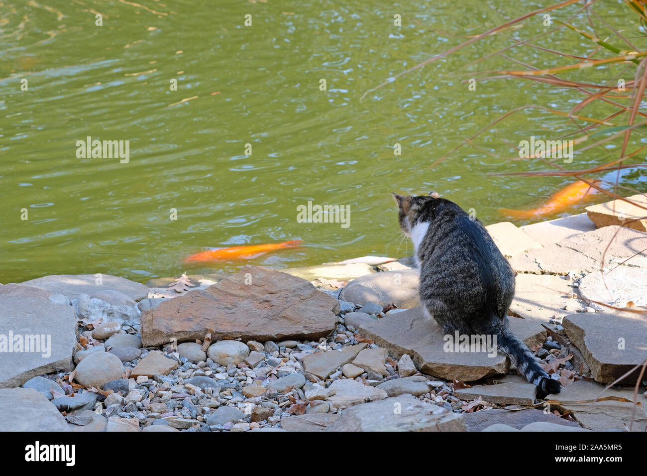 Un chat est assis sur des blocs en pierre près de l'étang. Or les poissons nagent dans l'étang, le chat chasse le poisson. Banque D'Images