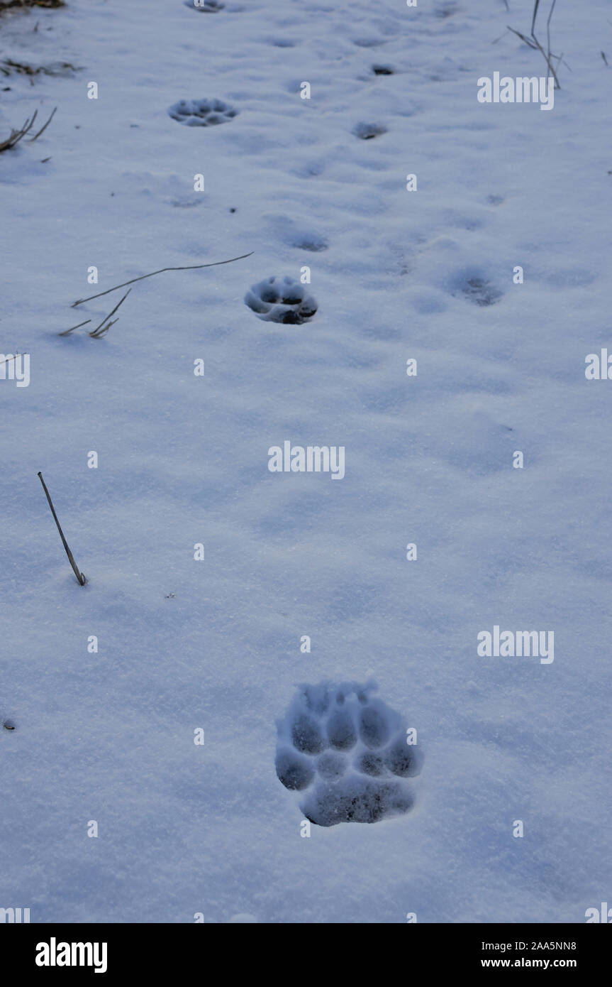 Les pistes des loups dans la neige dans les Bieszczady. Carpates de l'Est, la Pologne, l'Europe Banque D'Images