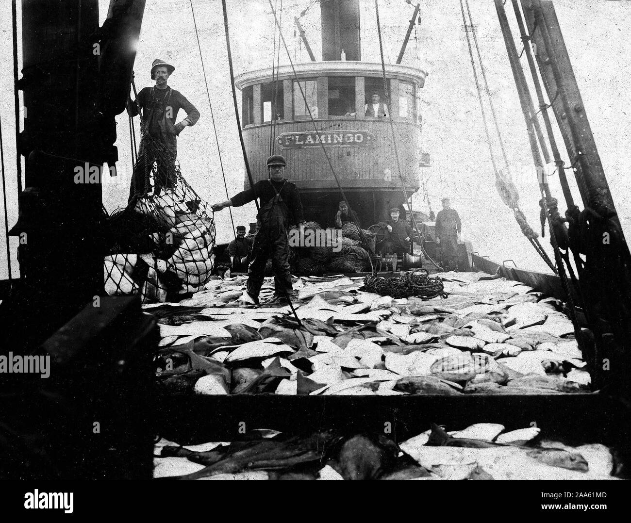 Titre : le flétan sur le pont du paquebot le Flamingo ca. 1900-1909 : Crédit Bibliothèque UBC Banque D'Images