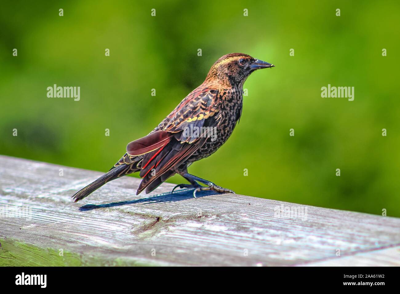 Oiseau des marais de Louisiane sur une clôture Banque D'Images