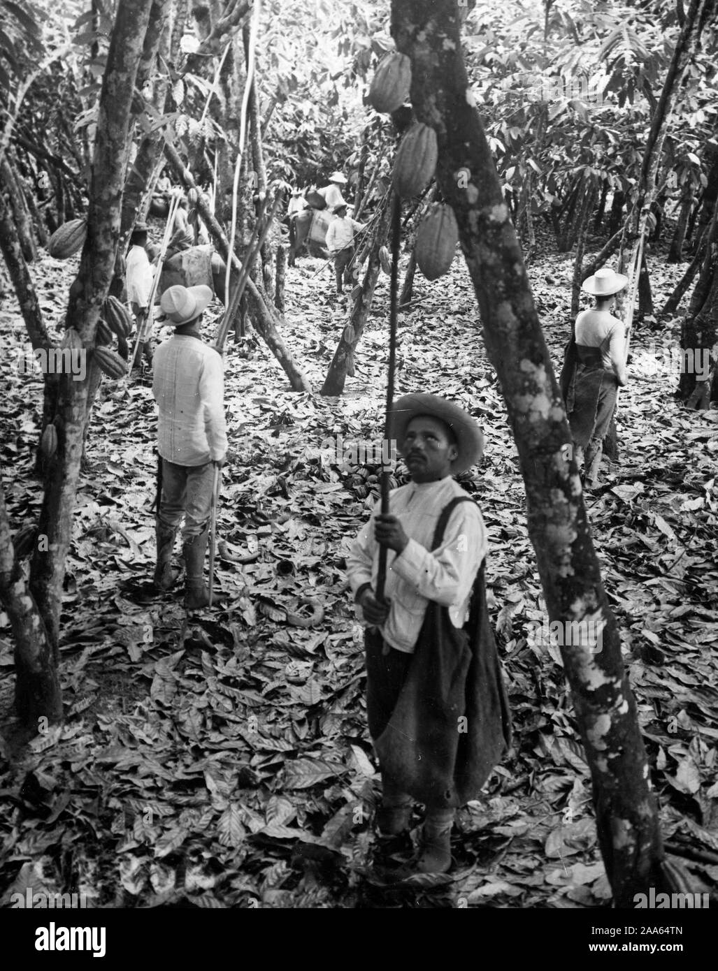 De Guerre - Industries - Bonbons À LA SOURCE DU CHOCOLAT. La récolte de fèves de cacao dans l'Equateur, au marché américain. Chaque module est rempli de haricots ca. 1918 Banque D'Images