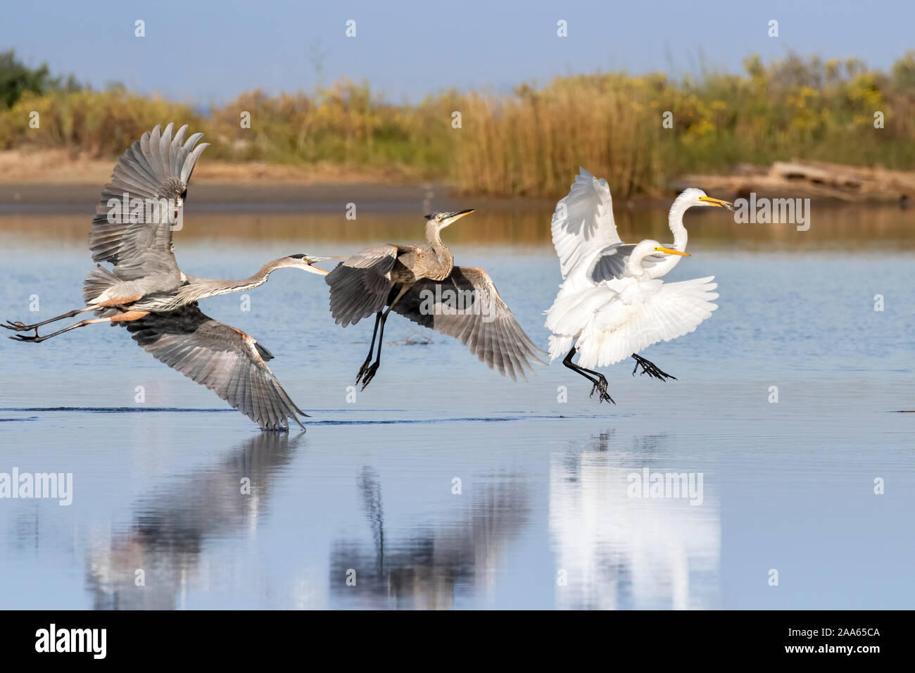 Les grands hérons adultes chasser est l'un des mineurs et effrayé deux grandes aigrettes de pêche à proximité Banque D'Images