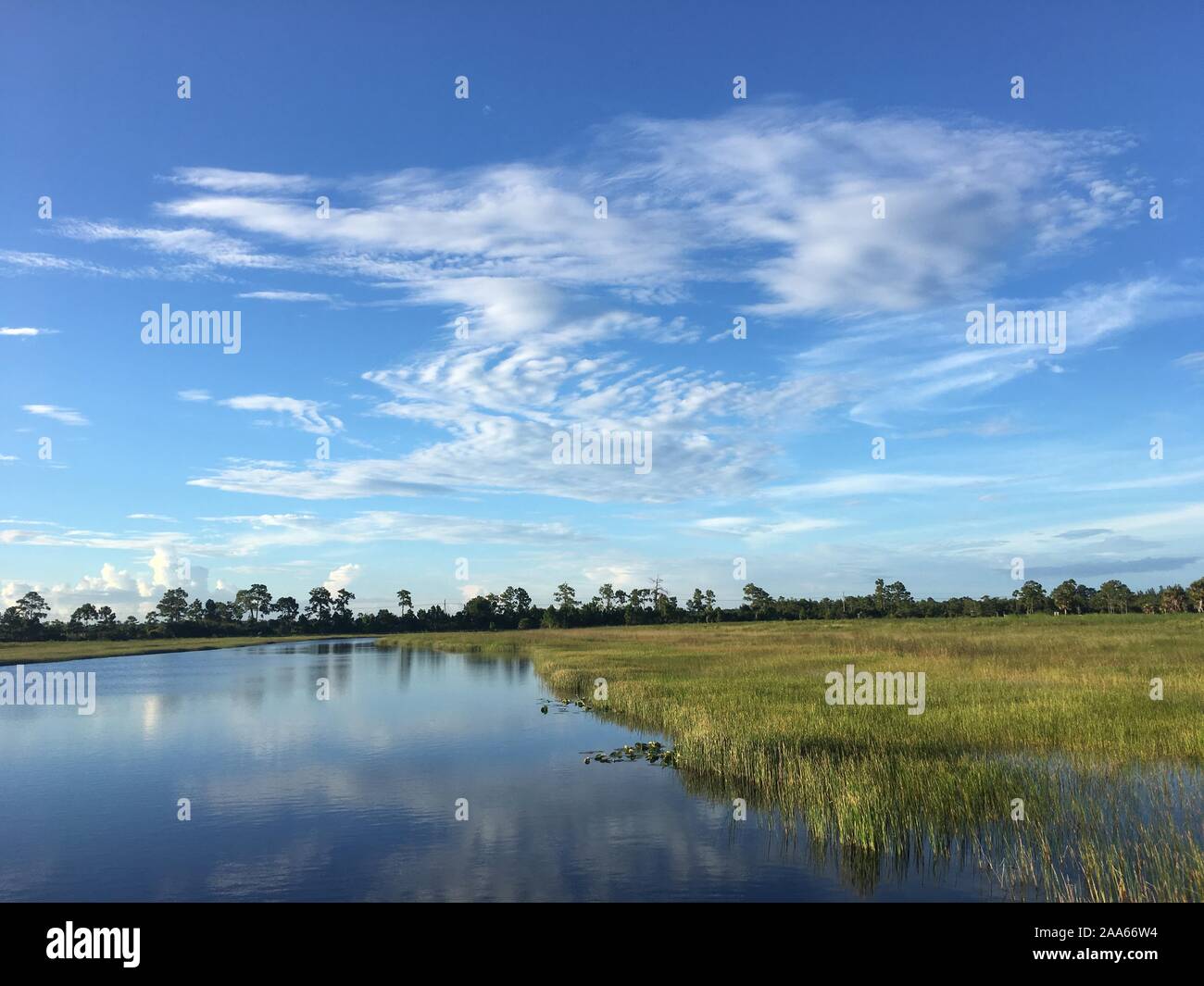 Sur le quai dans un marais marais de Floride Banque D'Images