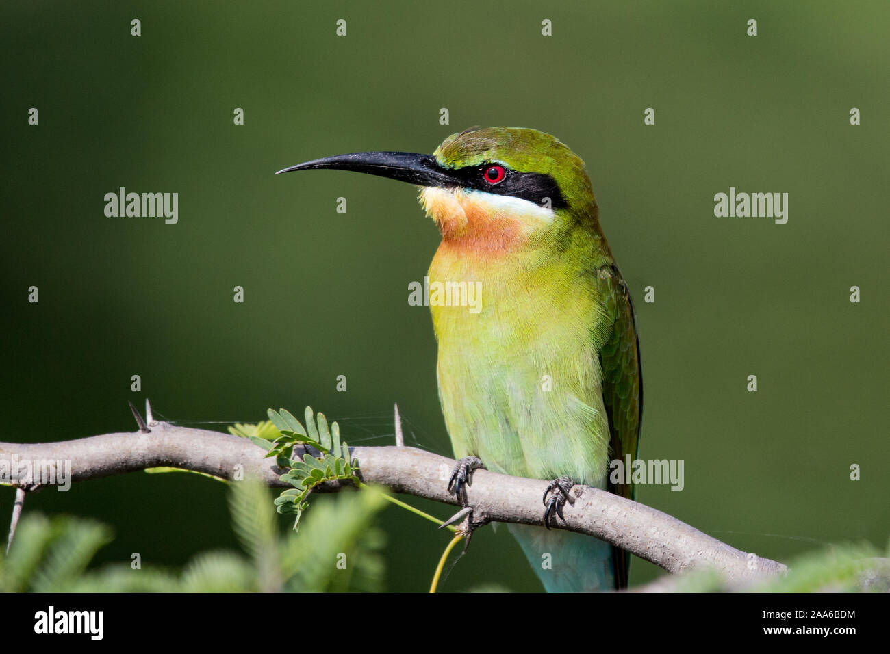 Blue-tailed Bee-eater perché sur une branche avec un fond vert Banque D'Images