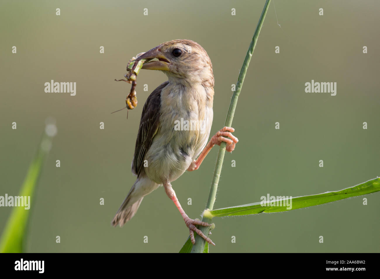 Baya Weaver perché avec fond clair sur un froid matin d'hiver Banque D'Images