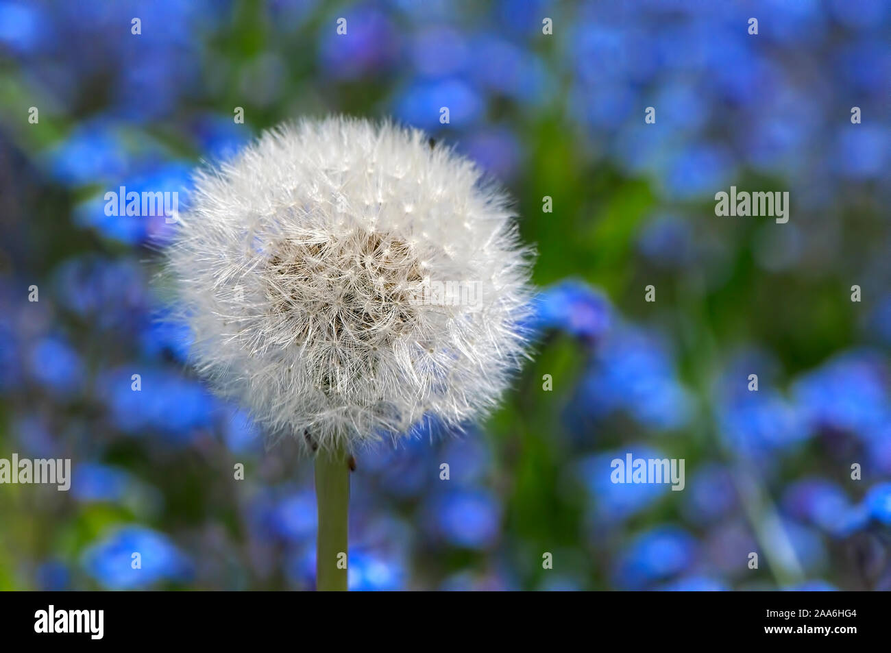 De Blanc Bleu - graines de pissenlit (Taraxacum officianale) contre le bleu de Forget-Me-noeuds. Banque D'Images