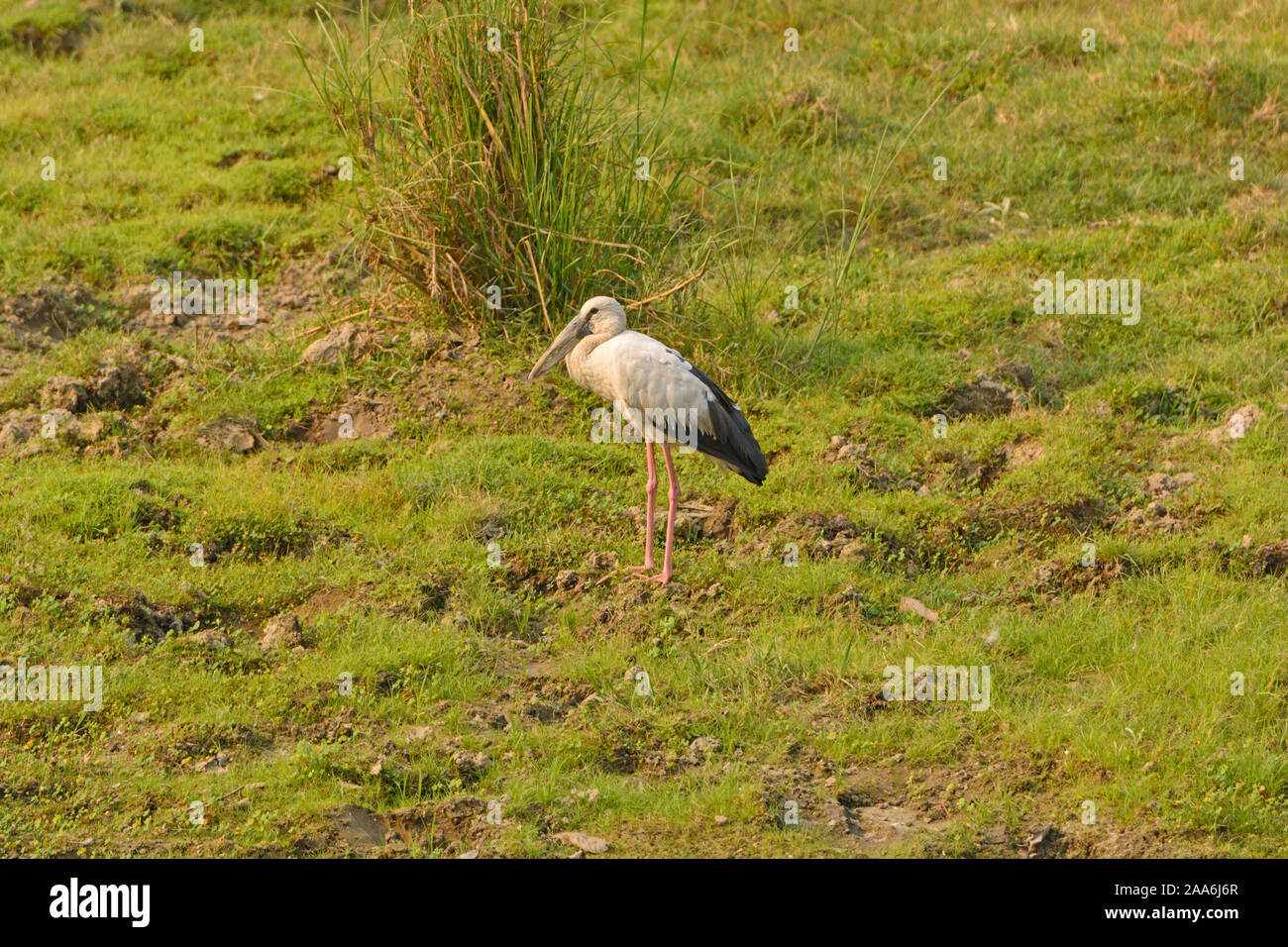 Cigogne en bec ouvert Une zone humide Prairie dans le parc national de Chitwan au Népal Banque D'Images