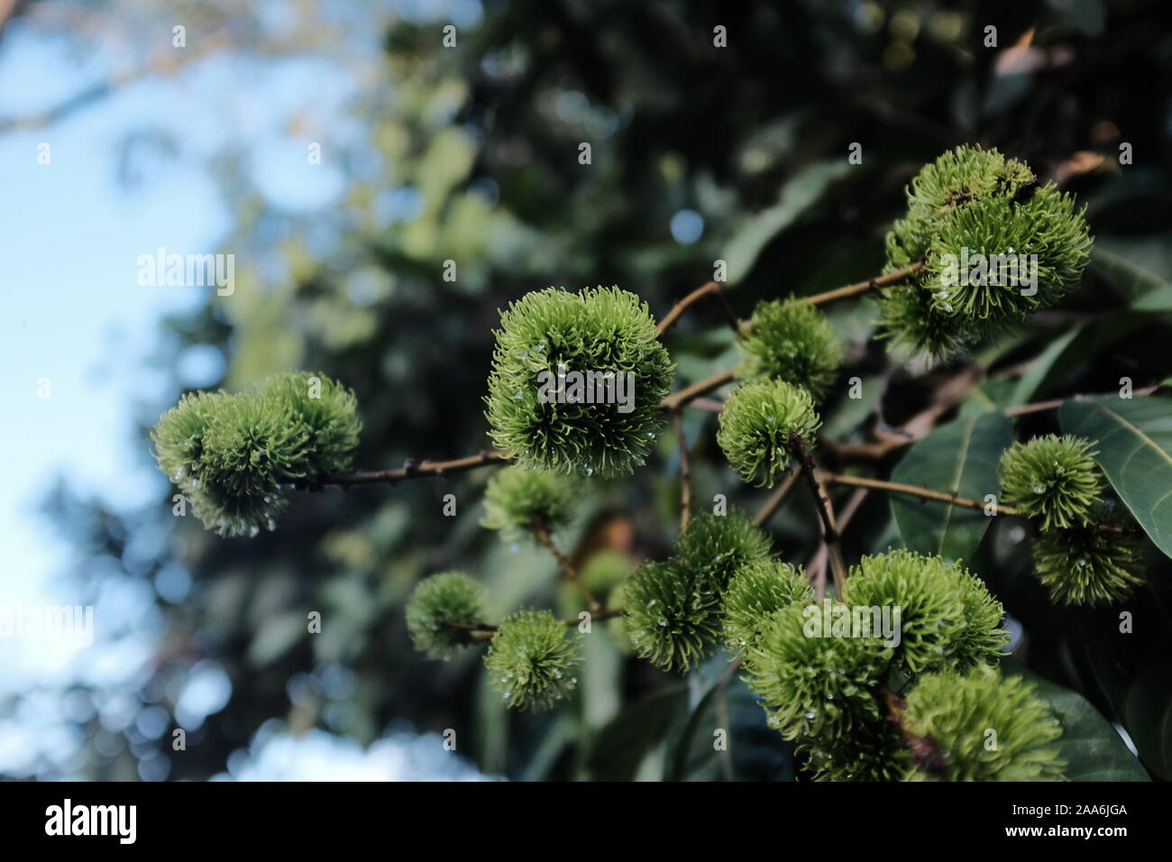 Les jeunes ramboutans vert poussant sur un arbre Banque D'Images