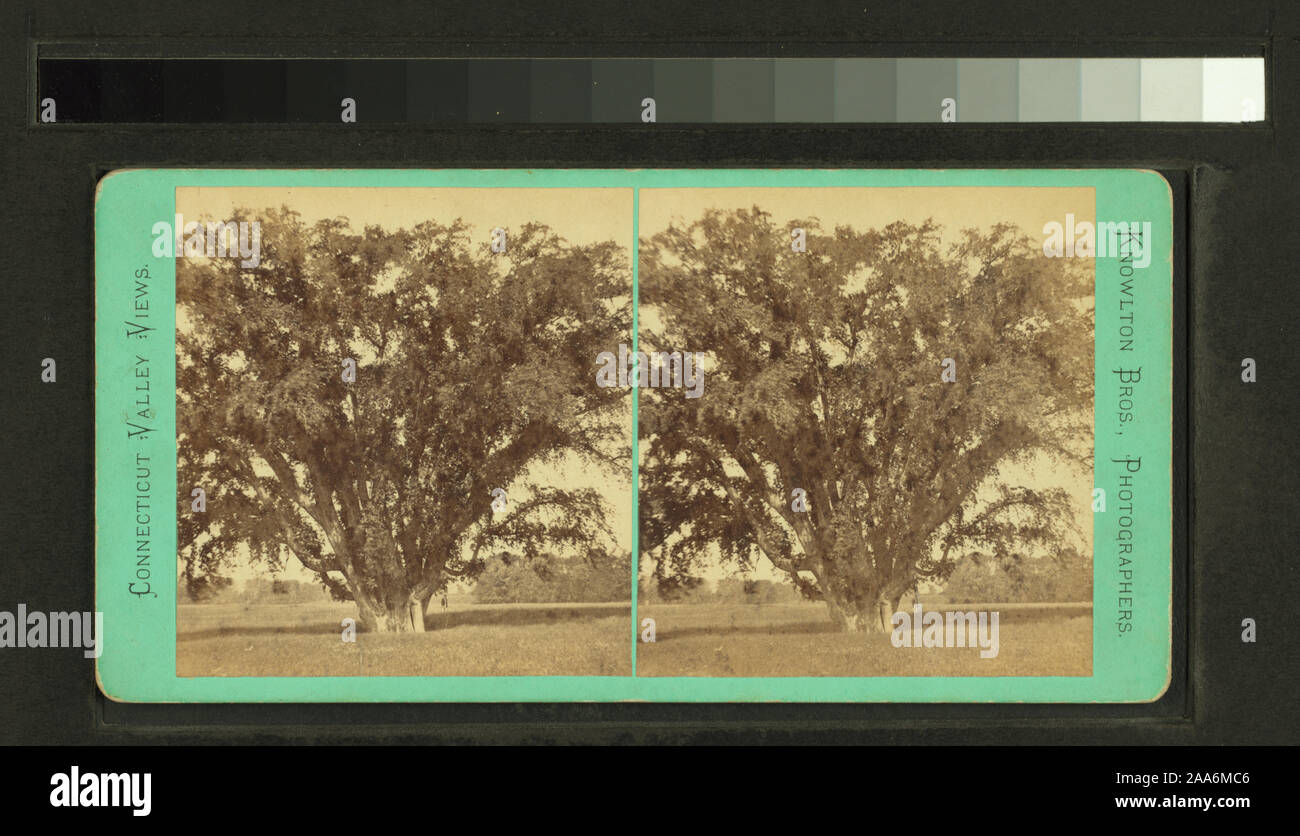 Grand orme dans Northampton Meadows, 31 pi. cir. ; grand orme dans Northampton Meadows, 31 pi. de cir. Banque D'Images