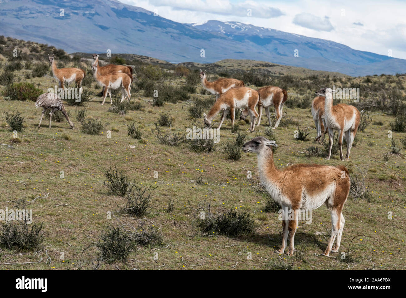 Parc National Torres del Paine, en Patagonie, au Chili. Banque D'Images