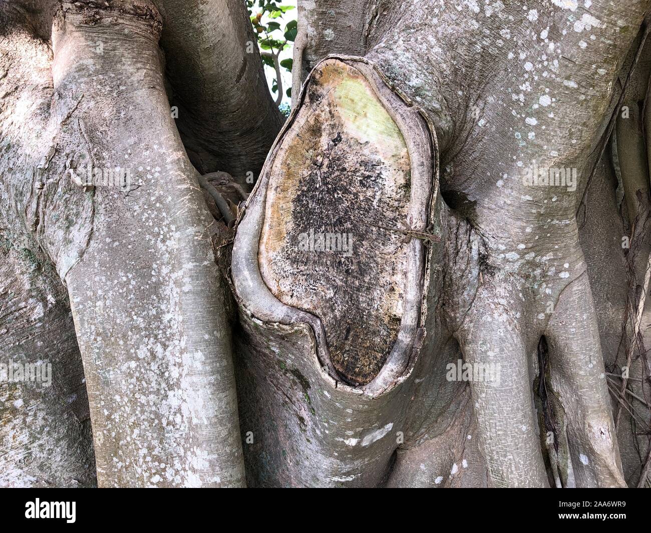 Tronc d'arbre tropical island Banque D'Images