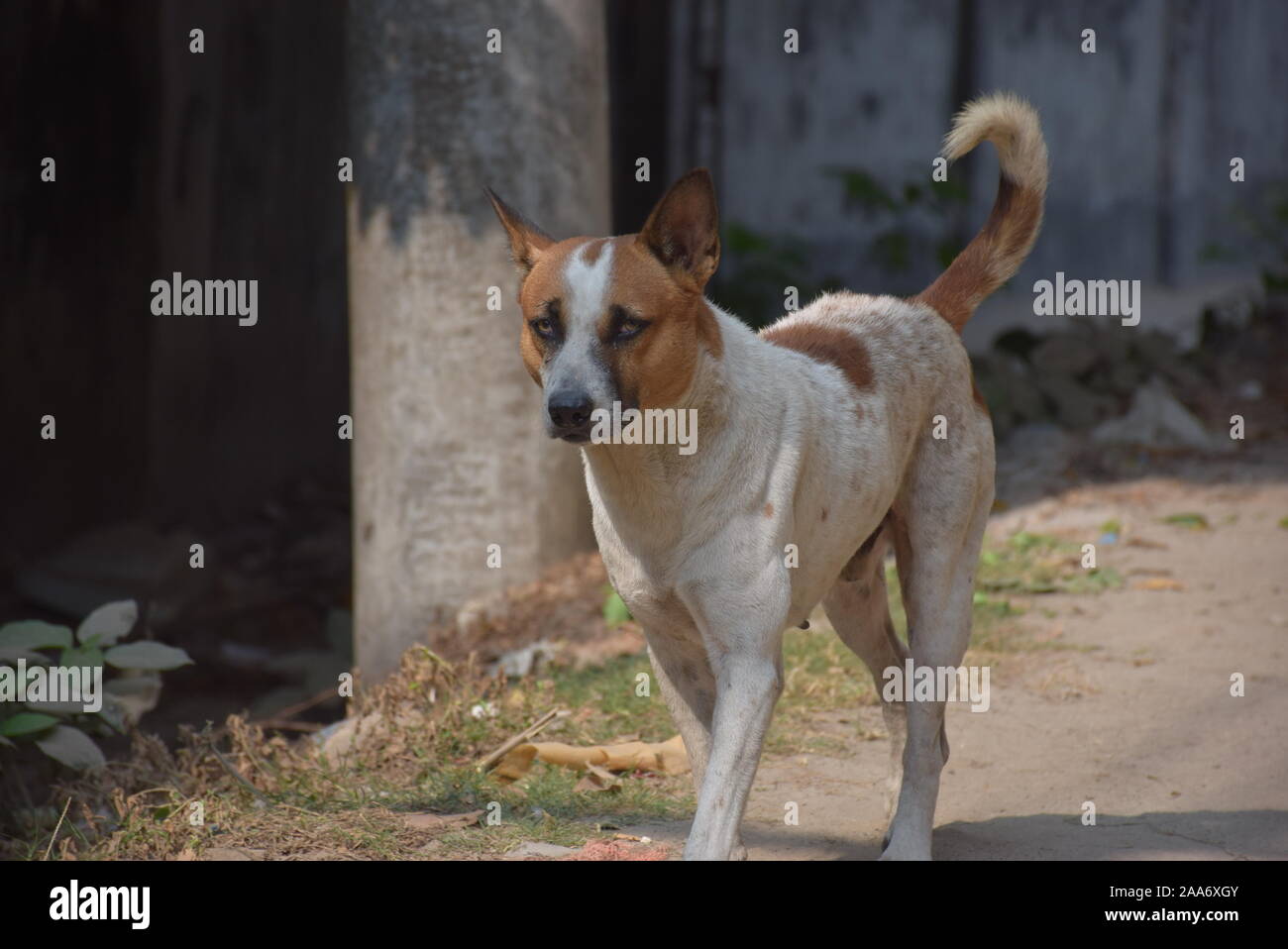 Chien de rue assoiffé au bangladesh Banque D'Images