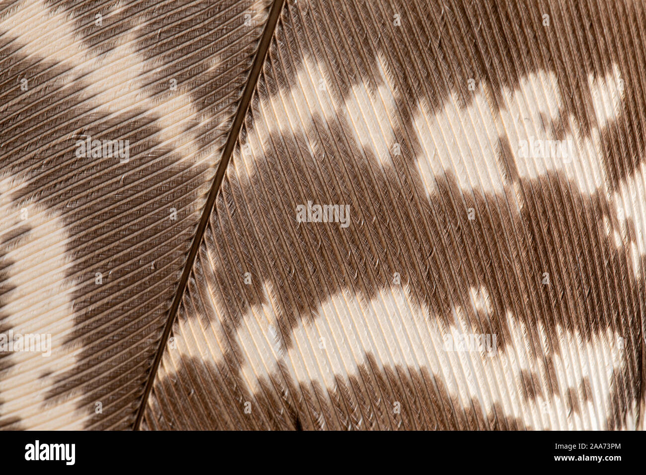 Fragment de plume d'oiseau plume. la texture, la macro. Et taches brunes de plumes de canards sauvages. Banque D'Images