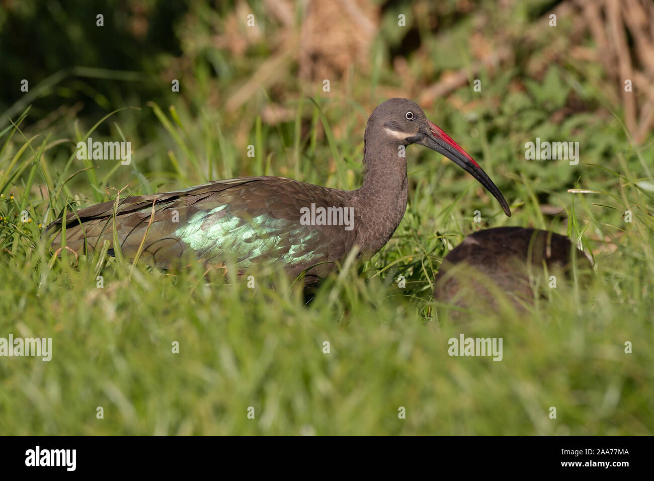 Ibis hagedash Banque D'Images