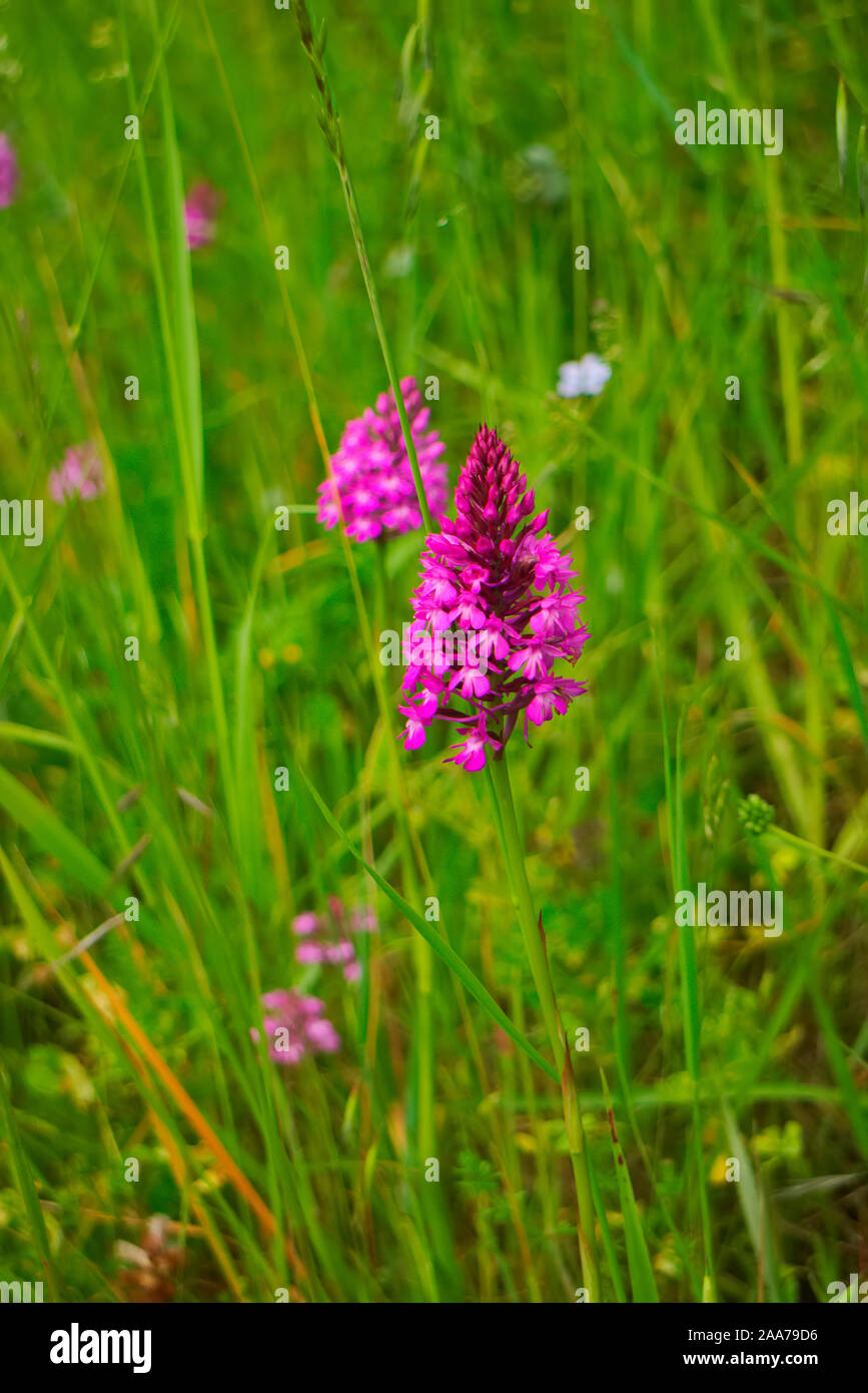 Anacamptis pyramidalis, l'orchidée pyramidale Banque D'Images