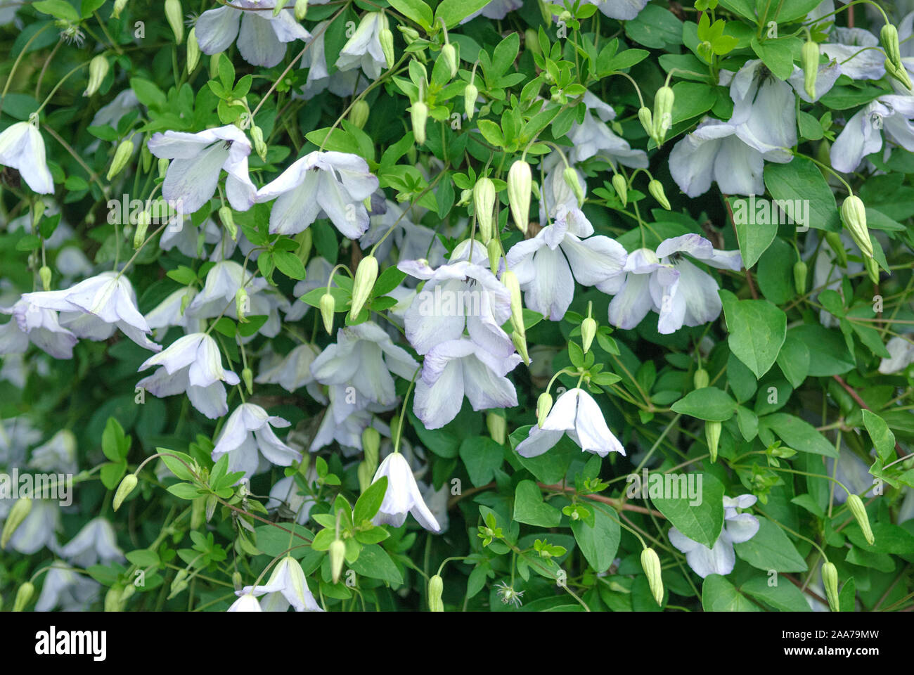 Waldrebe (Clematis 'Caerulea Luxurians') Banque D'Images