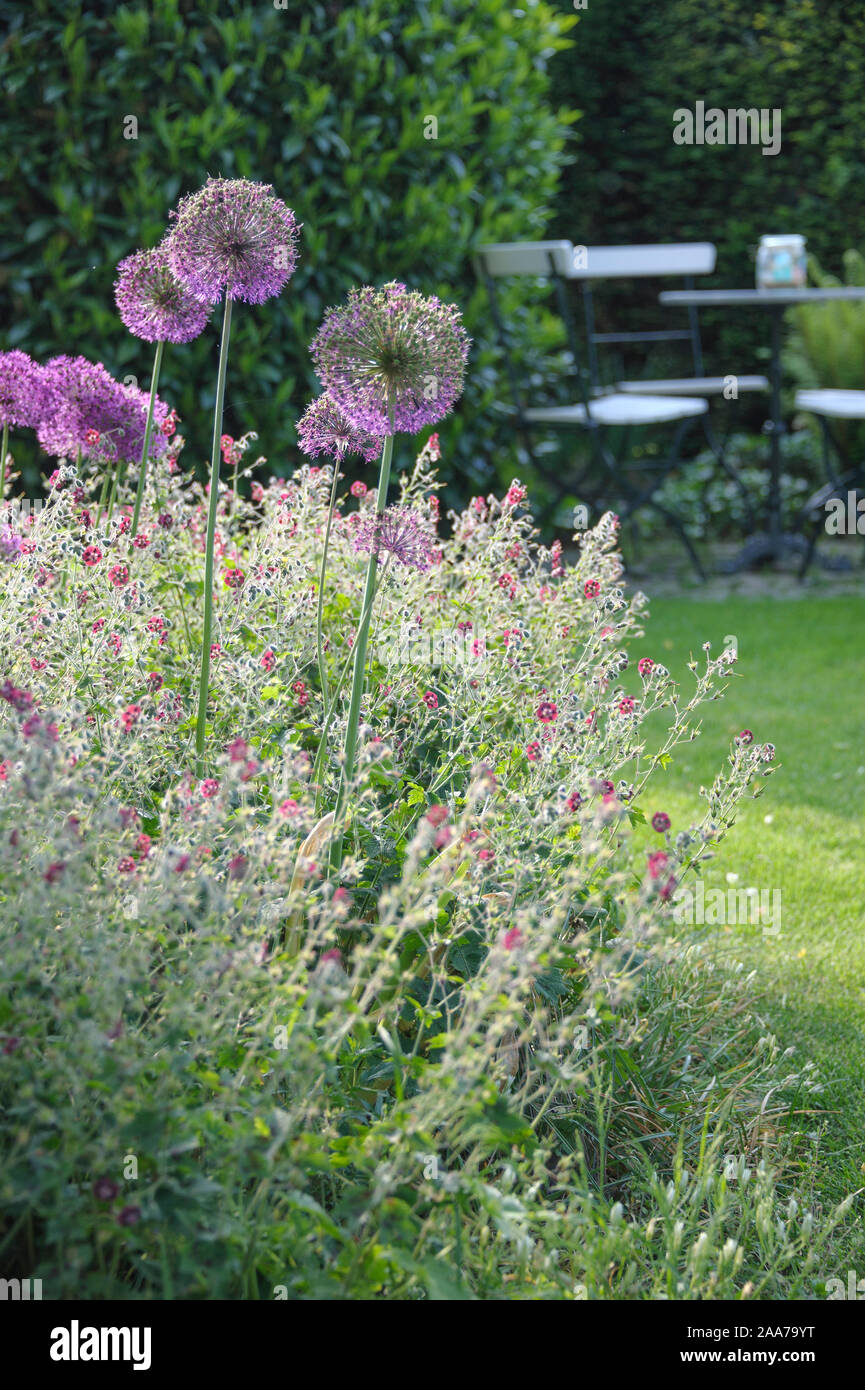 Brauner (Storchschnabel Geranium phaeum), Kugel-Lauch (Allium aflatunense) Banque D'Images