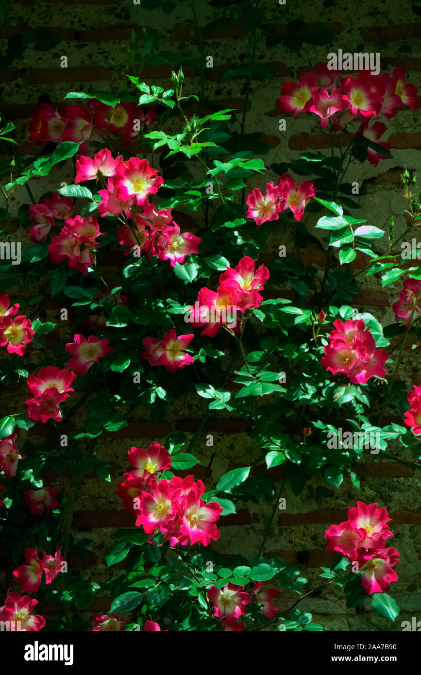Rosa 'Dortmund'- seul rouge avec des yeux blanc rosier grimpant Banque D'Images