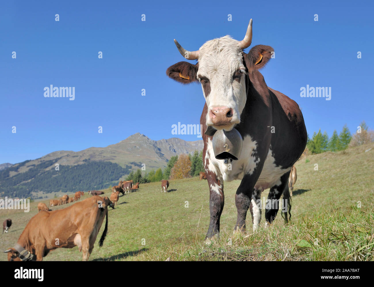 Vache laitière alpine avec un anneau dans le pâturage en montagne Banque D'Images