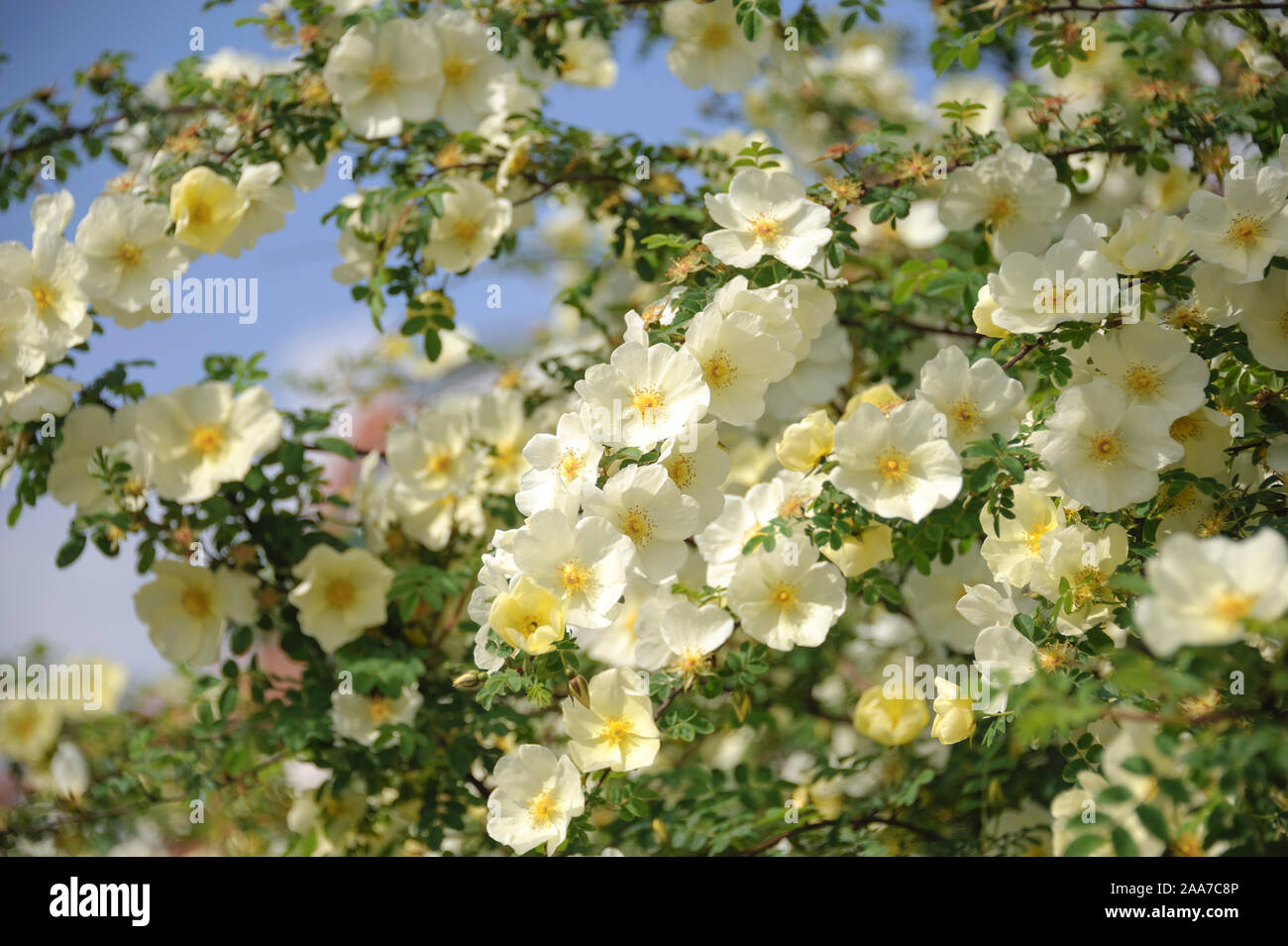 Chinesische Goldrose (Rosa hugonis) Banque D'Images