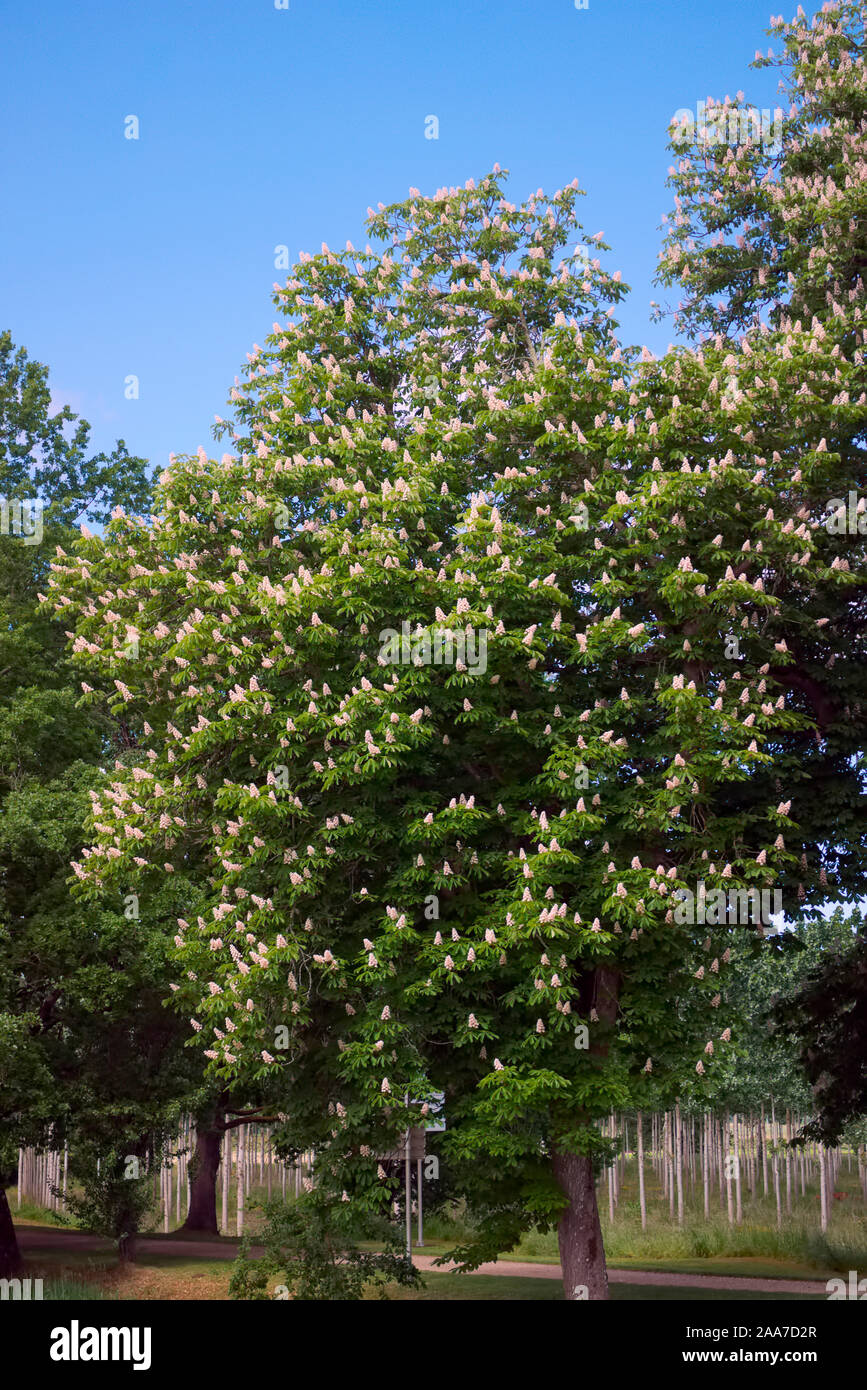 Aesculus hippocastanum Marronnier d'arbre dans la fleur Banque D'Images