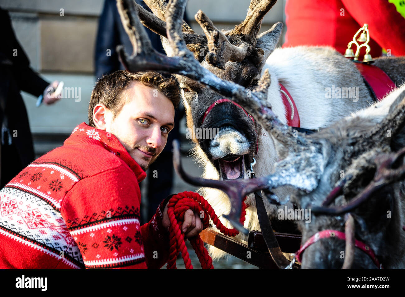 Stirling, Royaume-Uni. 17 novembre, 2019. Un gestionnaire détenant un renne qui est considérée être chauds au caméras des photographes pendant l'événement.Stirling est sorti pour commencer la période des fêtes de Noël avec leur lumière tournez sur l'événement, c'est un événement annuel qui a lieu le 17 novembre. Conseil Stirling organiser un concours pour voir qui sera chanceux et s'asseoir à côté de Santa pour la parade et d'avoir l'honneur de faire le commutateur. Cette année a vu Clara-Louise Hamill et sa famille d'avoir l'honneur. Credit : SOPA/Alamy Images Limited Live News Banque D'Images