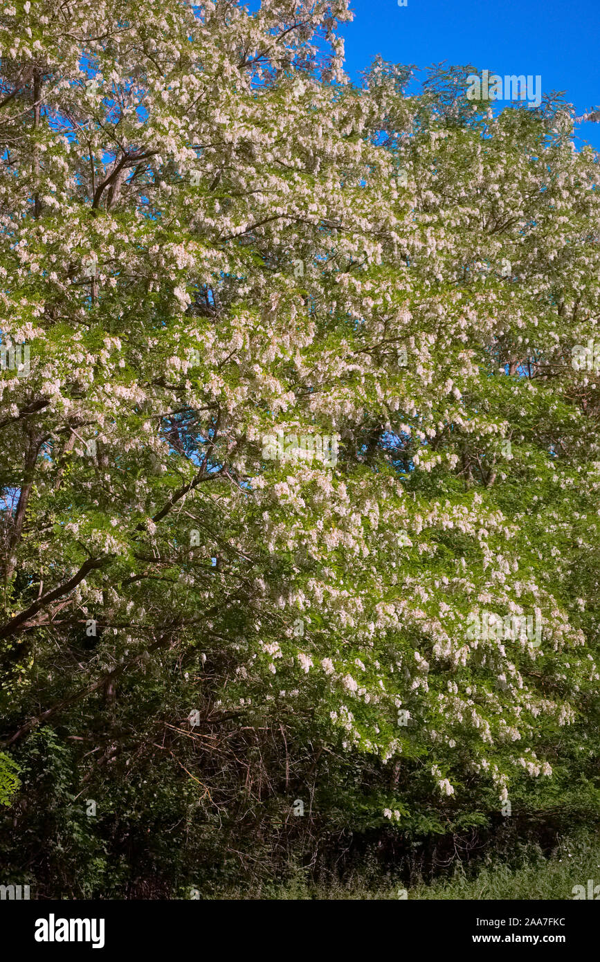 Robinia pseudoacacia - faux acacia en fleurs en mai Banque D'Images
