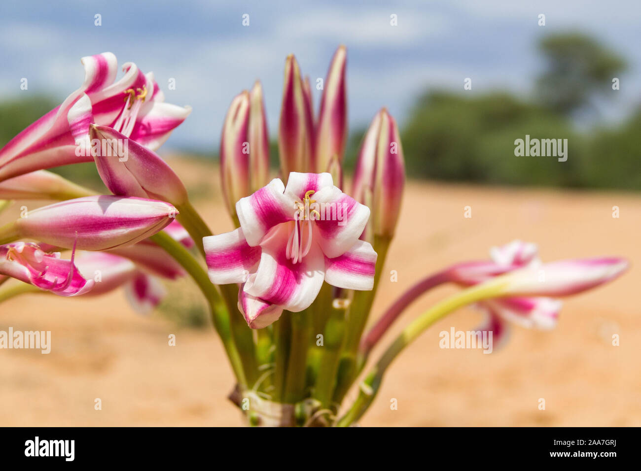 Gros plan d'une croissance sauvage fleur rose et blanc (Crinum macowanii ?), près de Waterberg, Namibie Banque D'Images