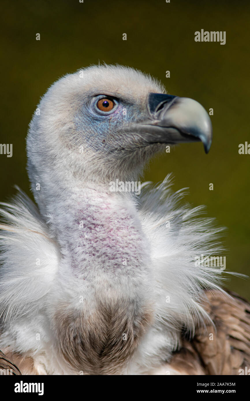 Une tête et des épaules, portrait d'un vautour fauve eurasien posant contre un fond vert sombre Banque D'Images