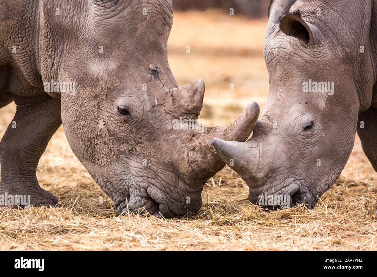 Close up de deux rhinocéros blanc mange de l'herbe, la Namibie, l'Afrique Banque D'Images
