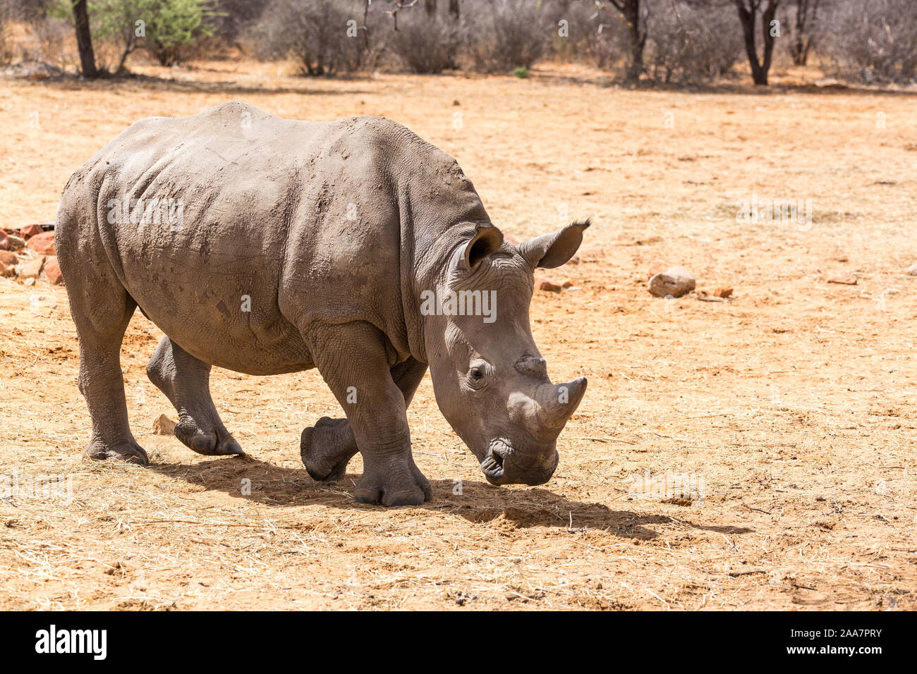 Les jeunes rhinocéros blanc marche à travers une steppe sablonneuse, Namibie, Afrique Banque D'Images