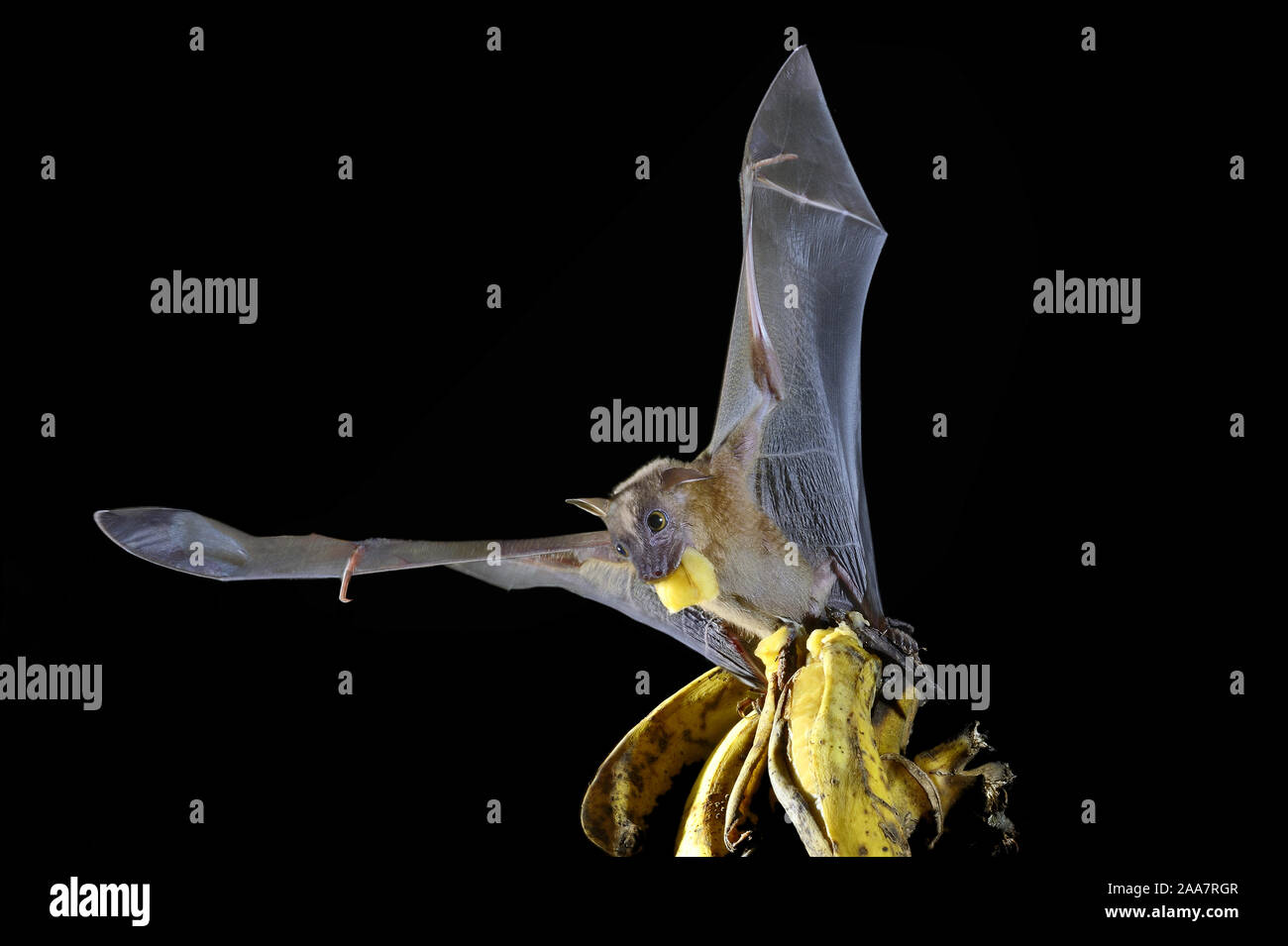 À nez court fruits indiens bat (Cynopterus sphinx), ou grand-nosed fruit bat avec ailes propagation et arraché des fruits plantain pièce de mo Banque D'Images