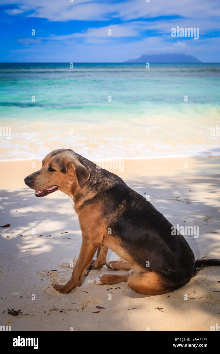 Un chien sur une belle plage au soleil tropical Banque D'Images