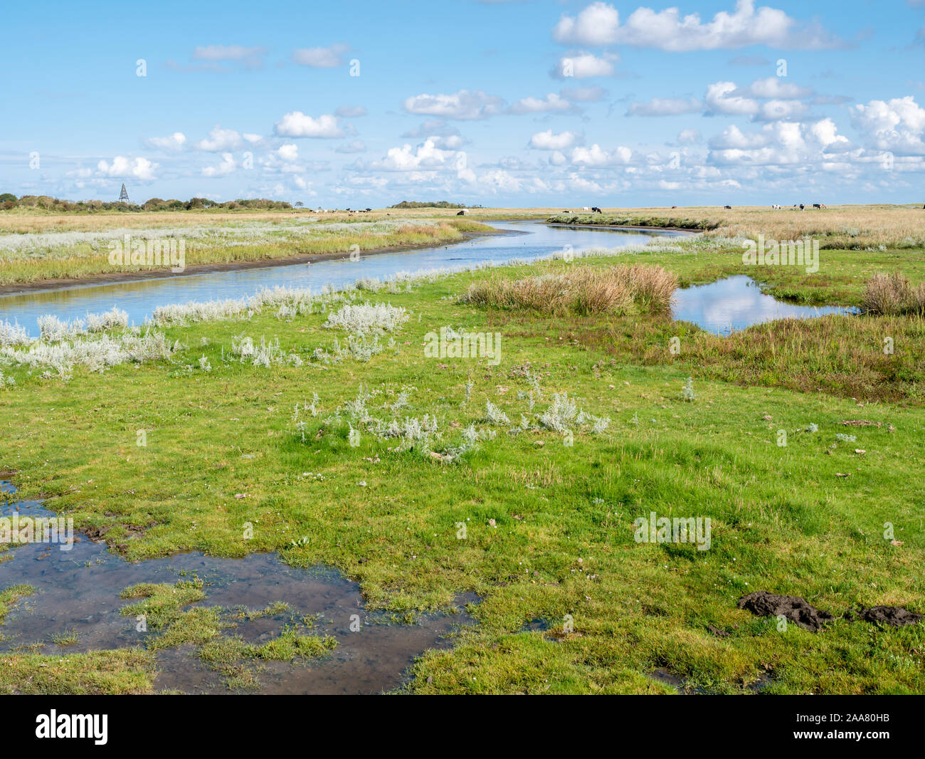 Canal et le pâturage des vaches à salt marsh, près d'Kobbeduinen sur l'île frisonne Schiermonnikoog, Pays-Bas Banque D'Images