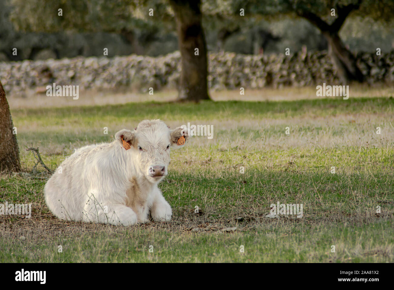 Blanc de veau couché dans l'herbe d'un champ agricole Banque D'Images