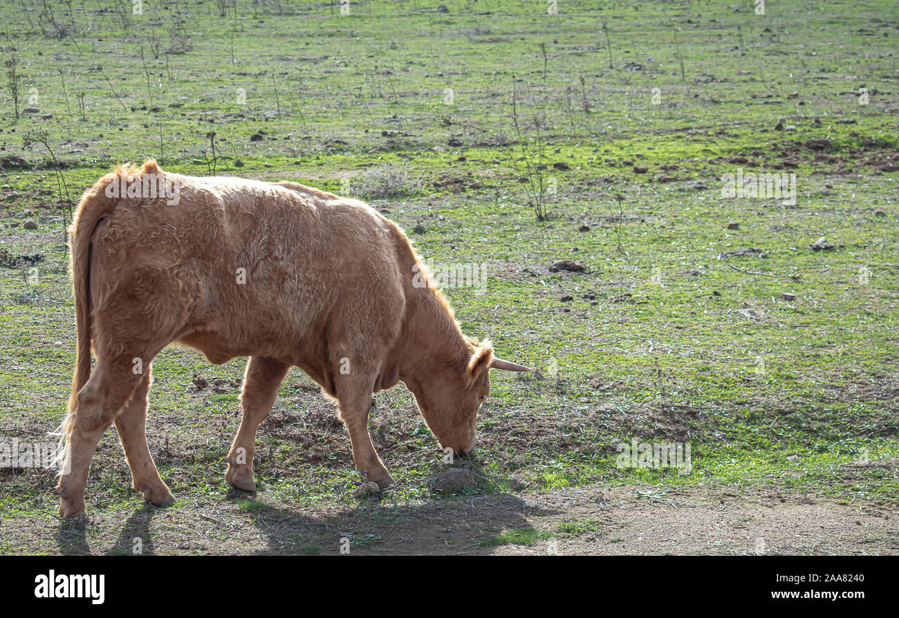 Vue latérale d'une vache paissant sur la voie d'un pré Banque D'Images