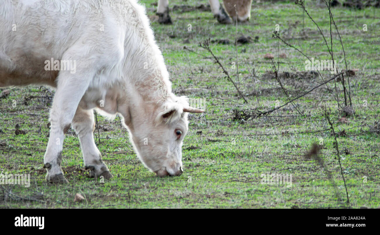 Le pâturage des vaches sur la voie d'un pré Banque D'Images