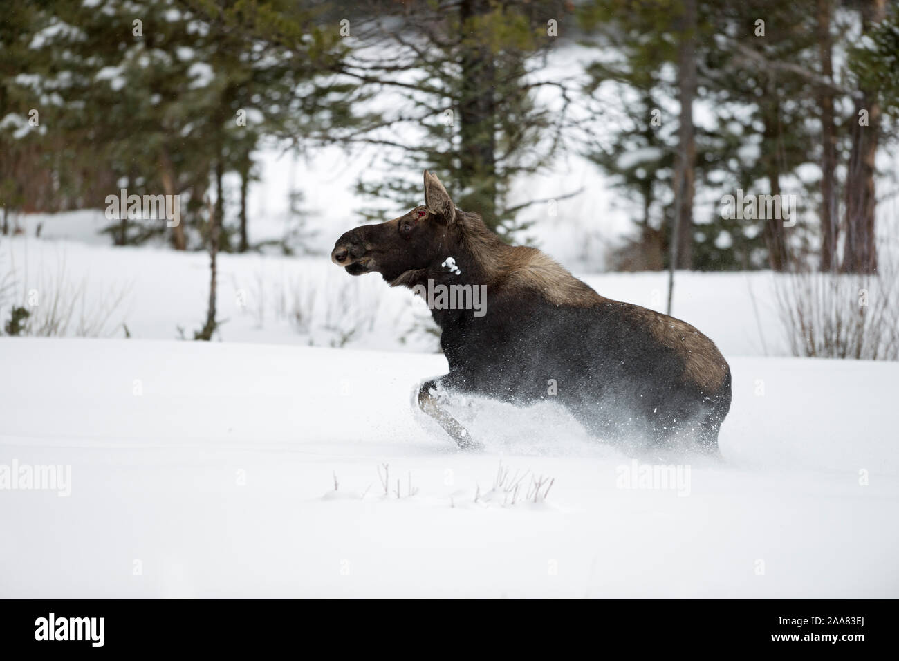 Elch / Orignal ( Alces alces ) en hiver, jeune taureau, bois perdus, la course, fuyant dans la neige profonde, le Parc National de Yellowstone, Wyoming, USA. Banque D'Images
