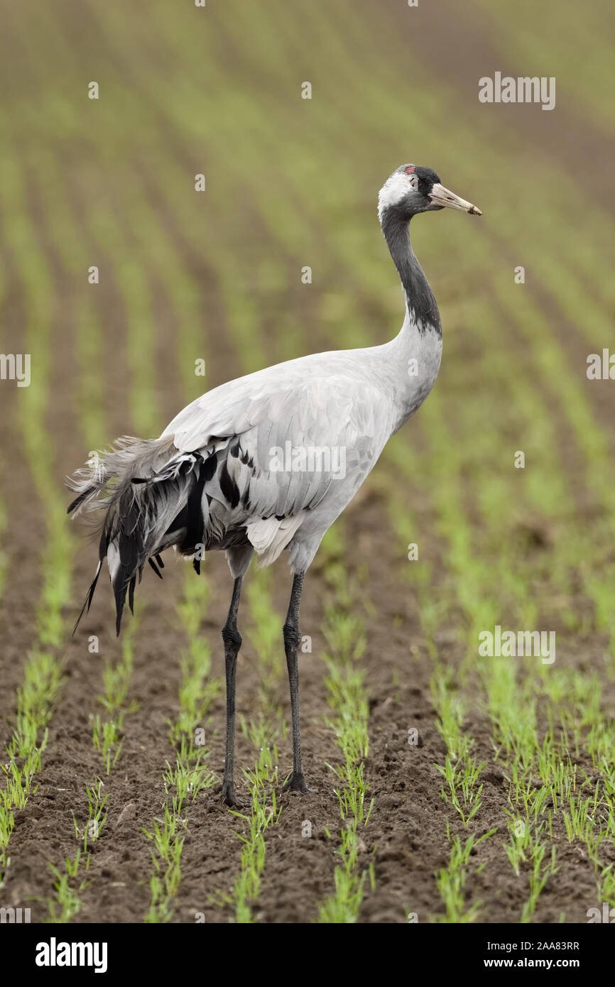 Grue commune / Graukranich ( Grus grus ), adulte, reposant sur des terres agricoles, dans le blé d'hiver, refuges d'oiseaux, de la faune, de l'Europe. Banque D'Images