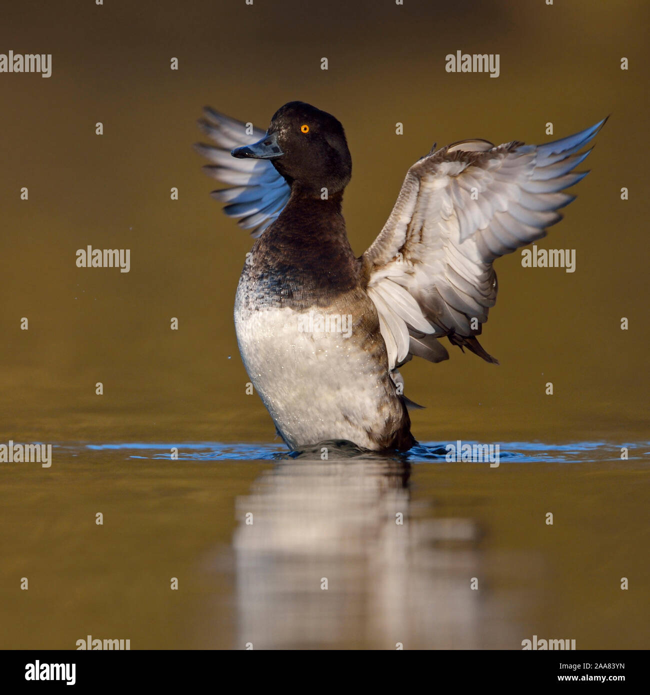 Fuligule morillon / Reiherente ( Aythya fuligula ) battre des ailes, ailes propagation grande ouverte comme un ange, de la faune, de l'Europe. Banque D'Images