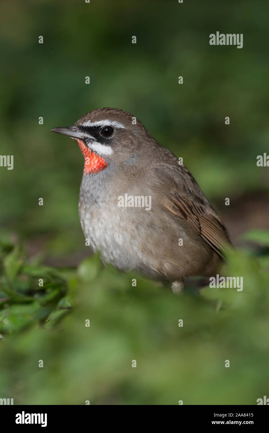 Siberian Rubythroat Luscinia calliope / Rubinkehlchen ( ), mâle, assis sur le sol dans la végétation basse, à la recherche de nourriture, Hoogwoud, Netherlan Banque D'Images