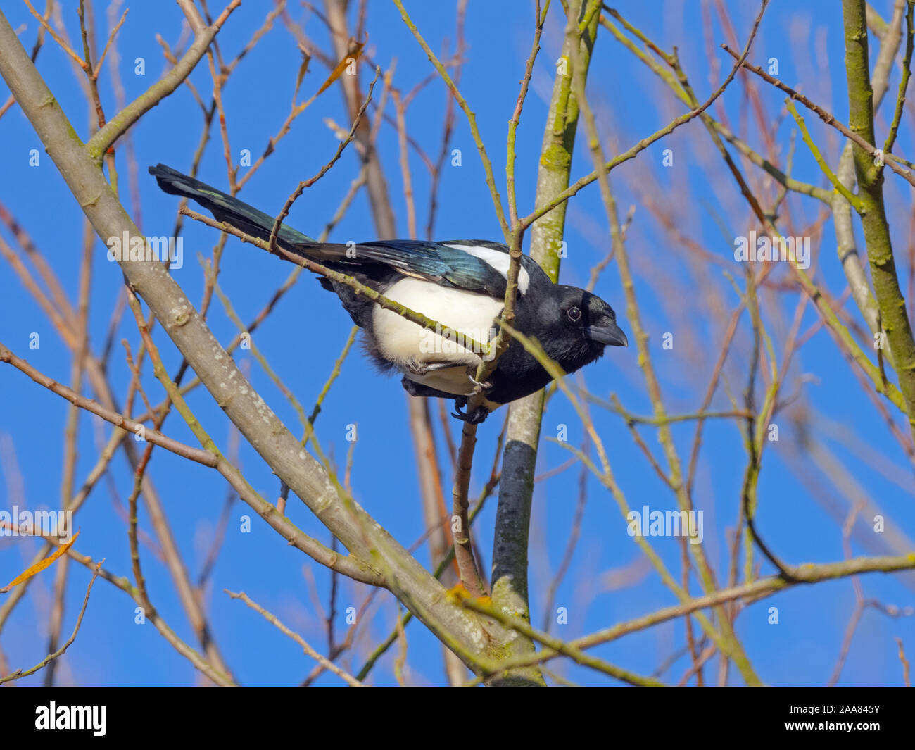 Magpie Pica pica auburn à Titchwell Norfolk Banque D'Images