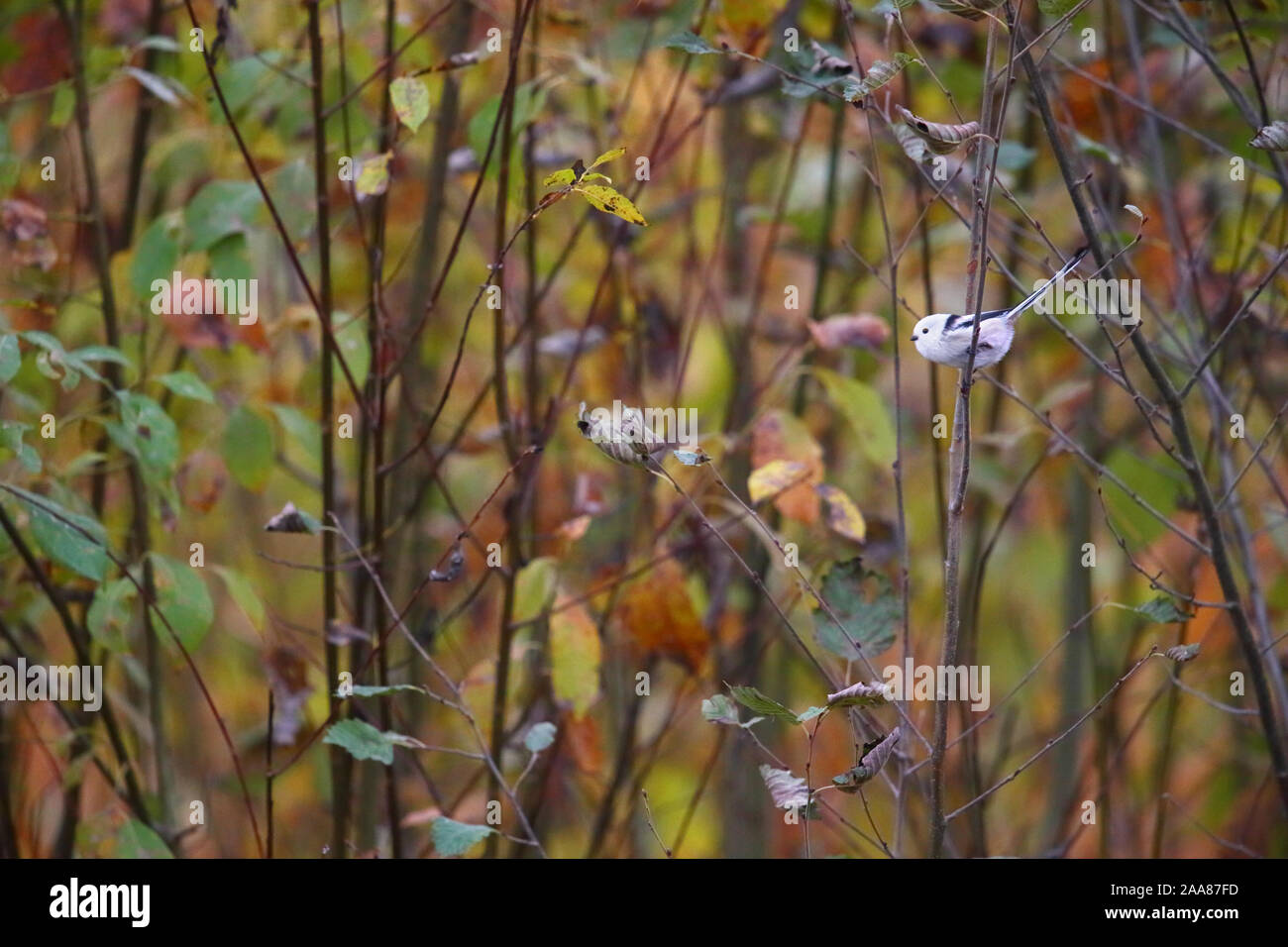 Mésange à longue queue (Aegithalos caudatus), Europe Banque D'Images
