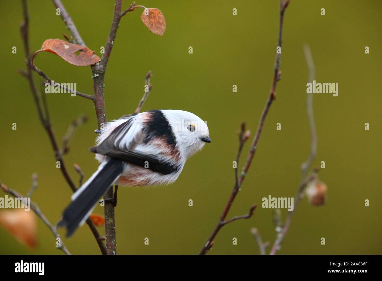 Mésange à longue queue (Aegithalos caudatus), Europe Banque D'Images