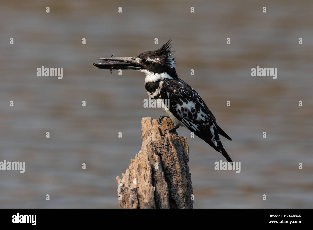 Martin-pêcheur pie (Ceryle rudis) avec des prises, le Parc National de Chobe, au Botswana. Banque D'Images