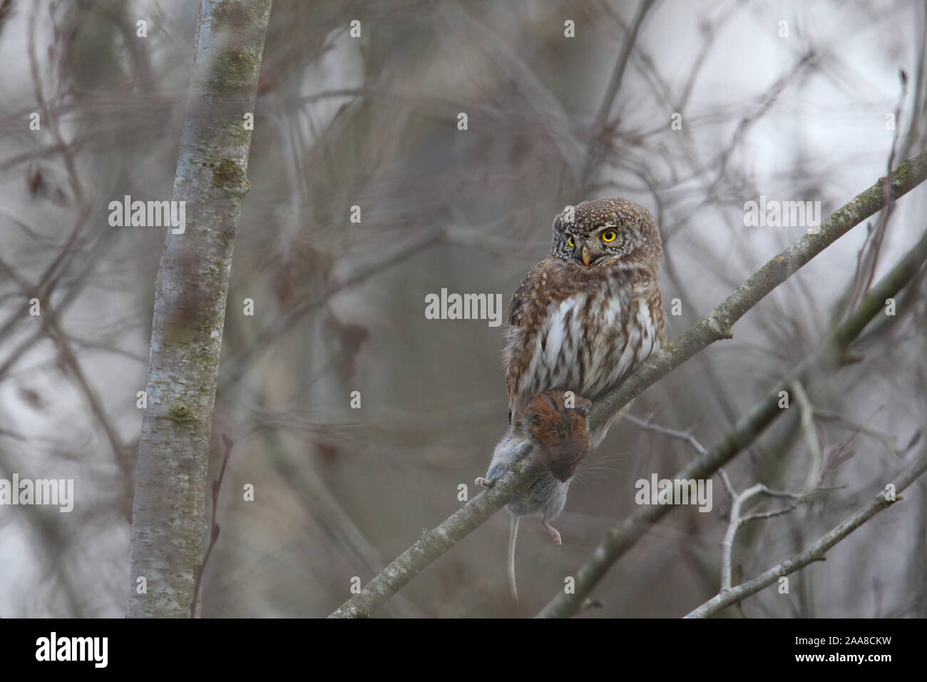 Hibou pygmée eurasien (Glaucidium passerinum) avec un cambriole de banque Banque D'Images