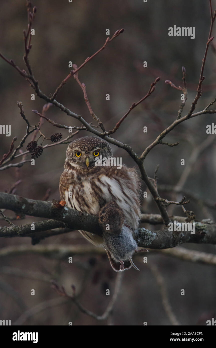 Hibou pygmée eurasien (Glaucidium passerinum) avec un cambriole de banque Banque D'Images